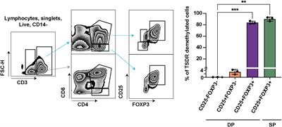 Analyses of thymocyte commitment to regulatory T cell lineage in thymus of healthy subjects and patients with 22q11.2 deletion syndrome